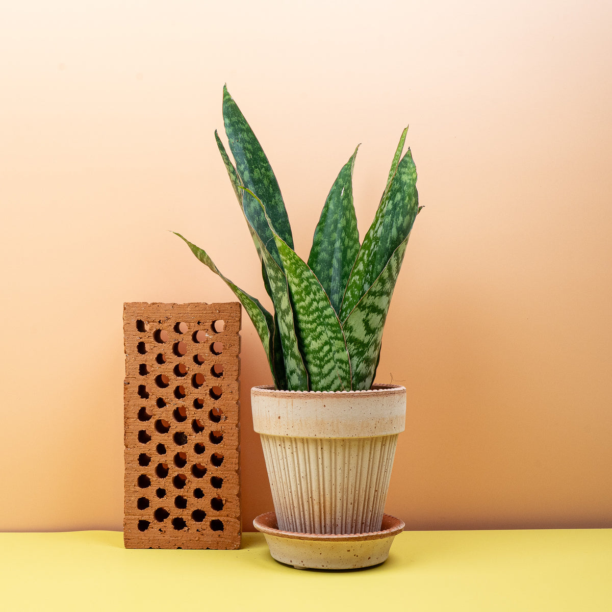 Sansevieria Aubrytiana Dragon, kompakte Zimmerpflanze mit dichtem Wuchs