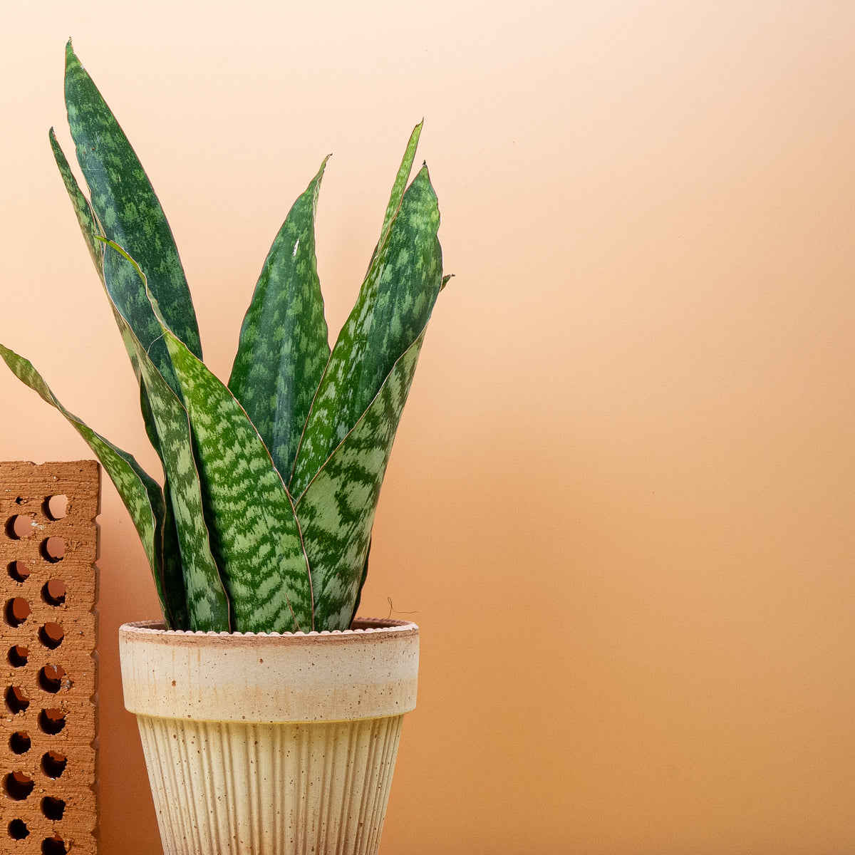 Bogenhanf Sansevieria Aubrytiana Dragon mit wolkiger grüner Blattzeichnung von potflourri