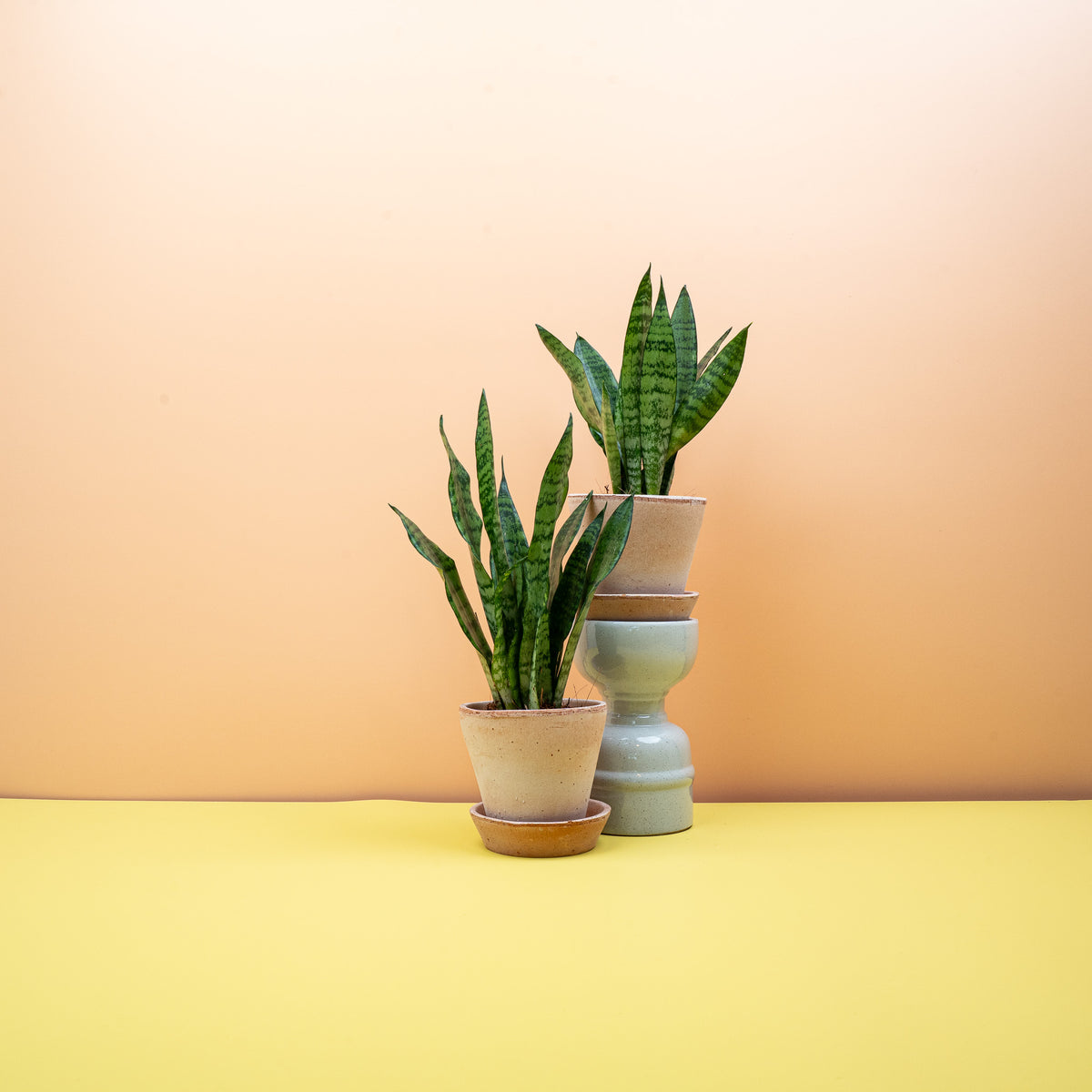 Sansevieria Black Coral, lange aufrechte Blätter in tiefem Dunkelgrün