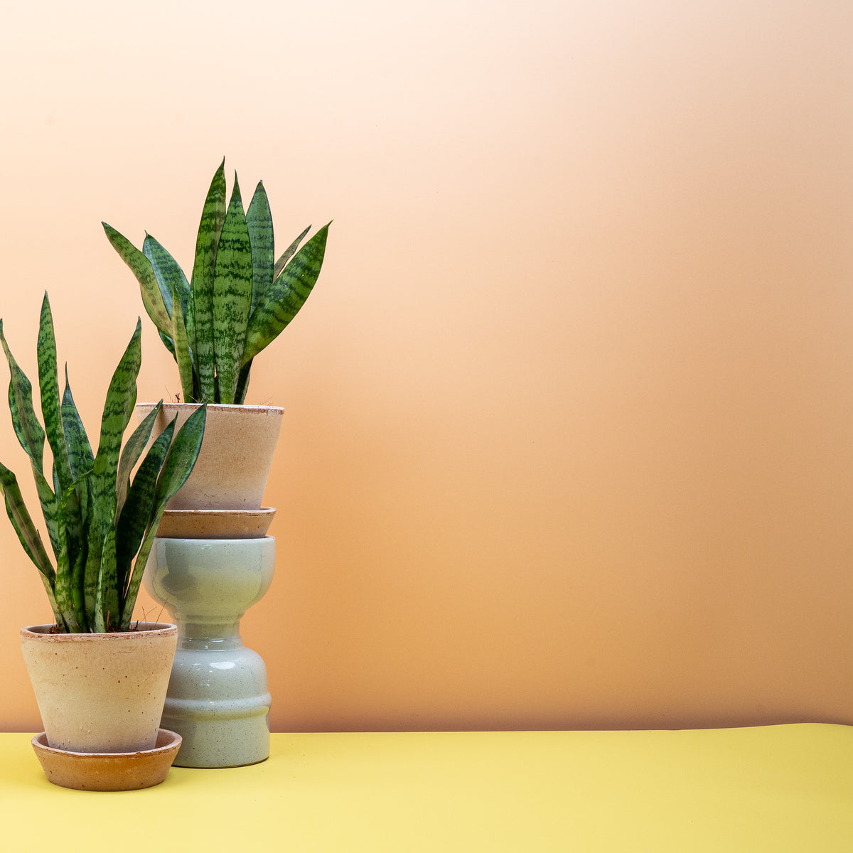 Pflegeleichte Sansevieria Black Coral, dunkler Bogenhanf mit heller Querzeichnung