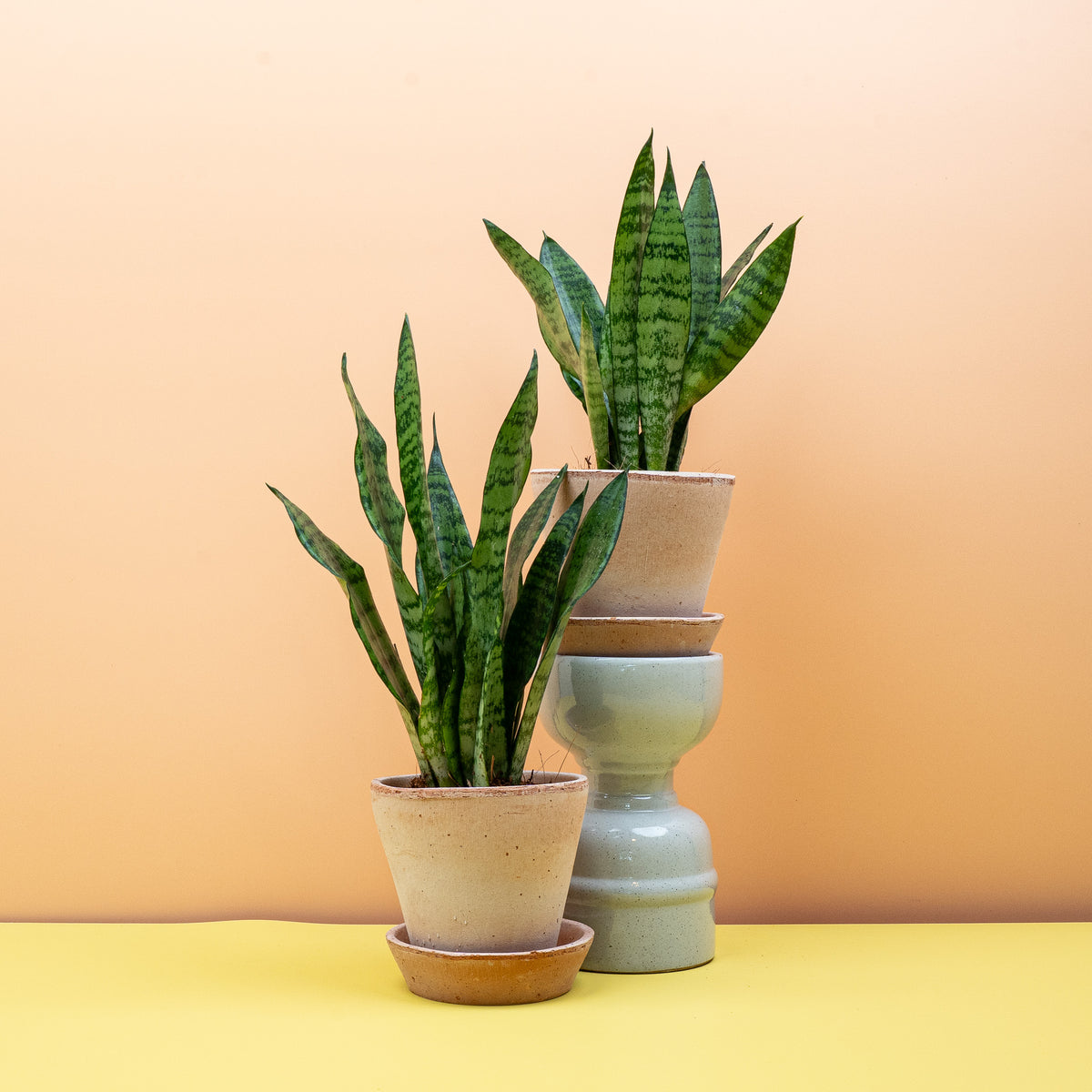 Sansevieria Black Coral – Bogenhanf mit silbrig-grauen Querstreifen – potflourri