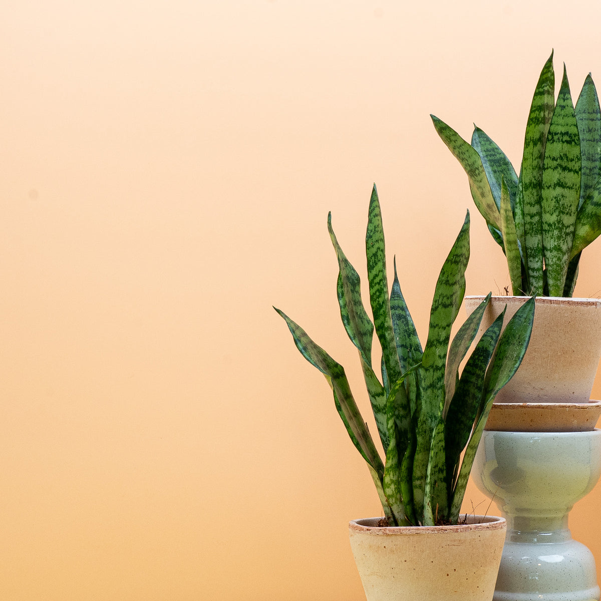 Black Coral (Dracaena trifasciata), dunkle Sansevieria in Größe XS, M oder L
