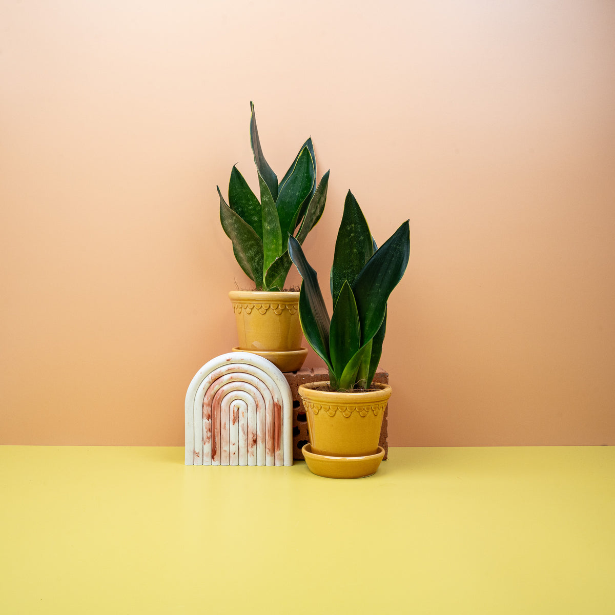 Robuste Sansevieria Black Diamond für Einsteiger