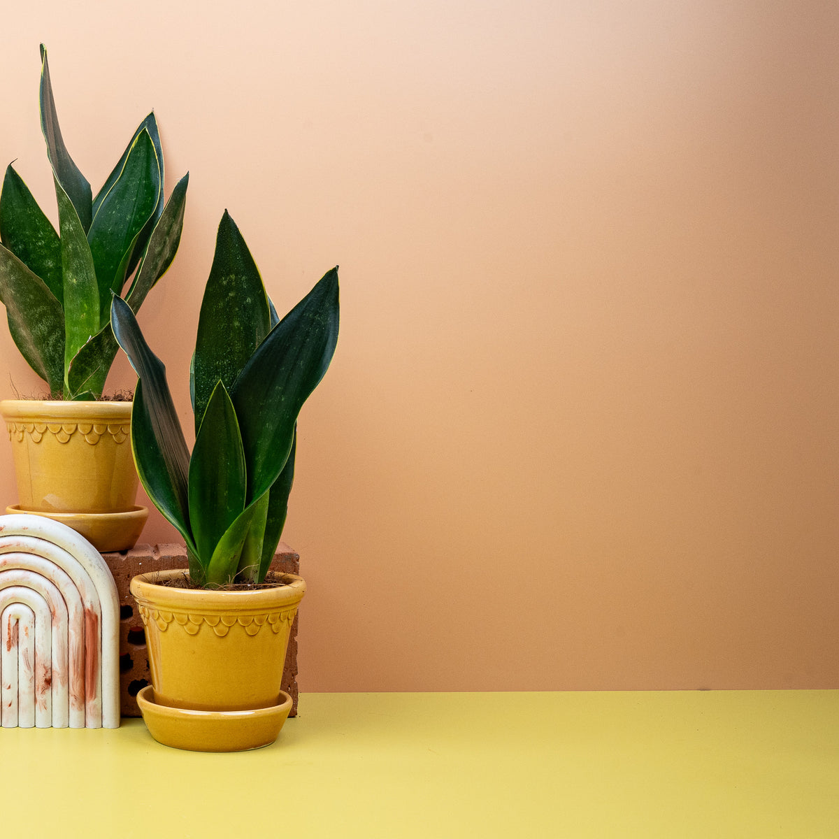 Sansevieria Black Diamond – Bogenhanf mit tiefgrünen Blättern – potflourri