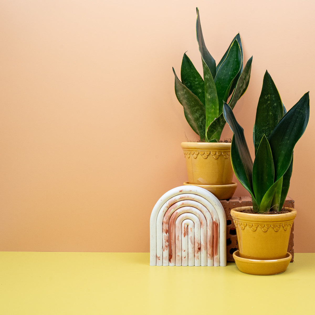 Black Diamond (Dracaena trifasciata), dunkle Sansevieria in Größe S, M oder L