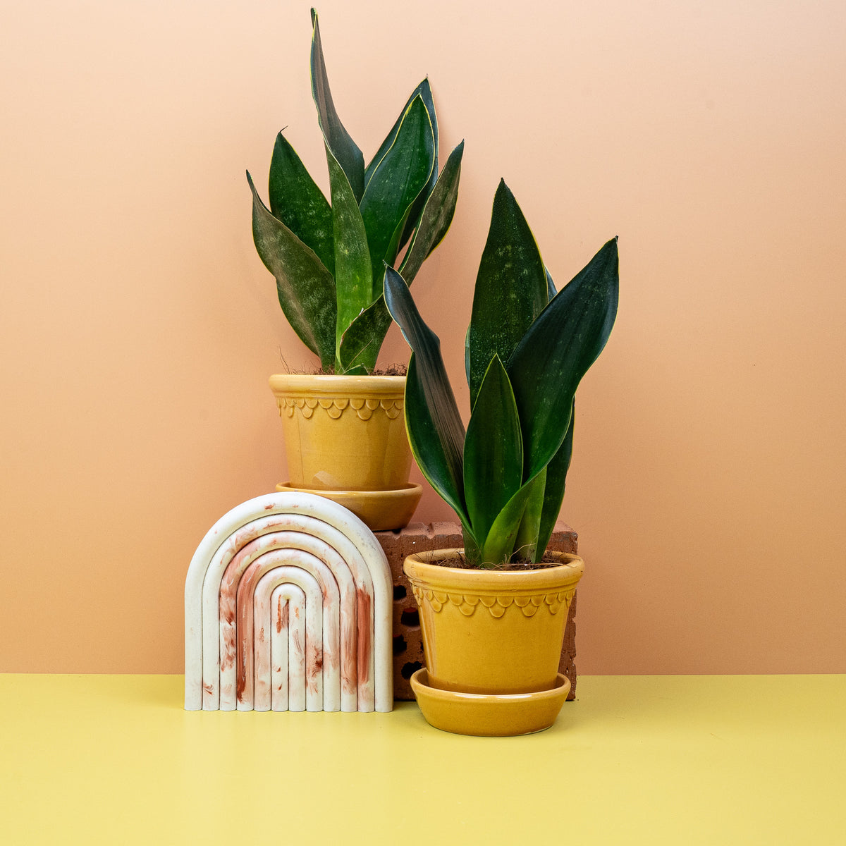 Sansevieria Black Diamond, aufrecht wachsende Zimmerpflanze mit festen Blättern
