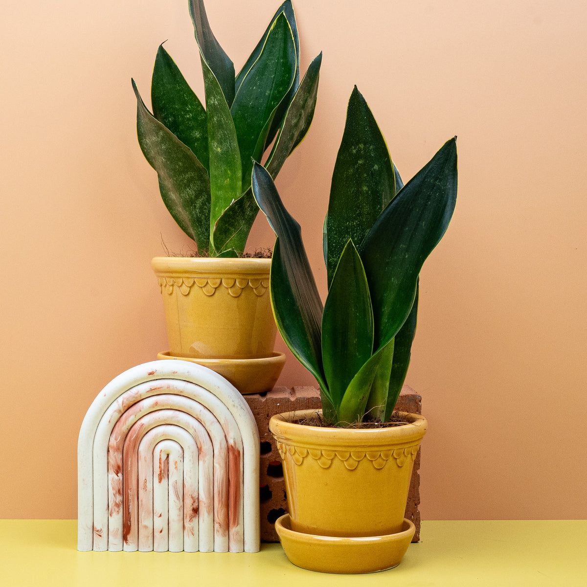 Pflegeleichte Sansevieria Black Diamond, dunkelgrüner Bogenhanf von potflourri