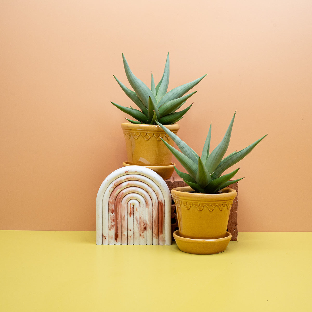 Sansevieria Chanin Crown mit kronenartiger Blattrosette – potflourri