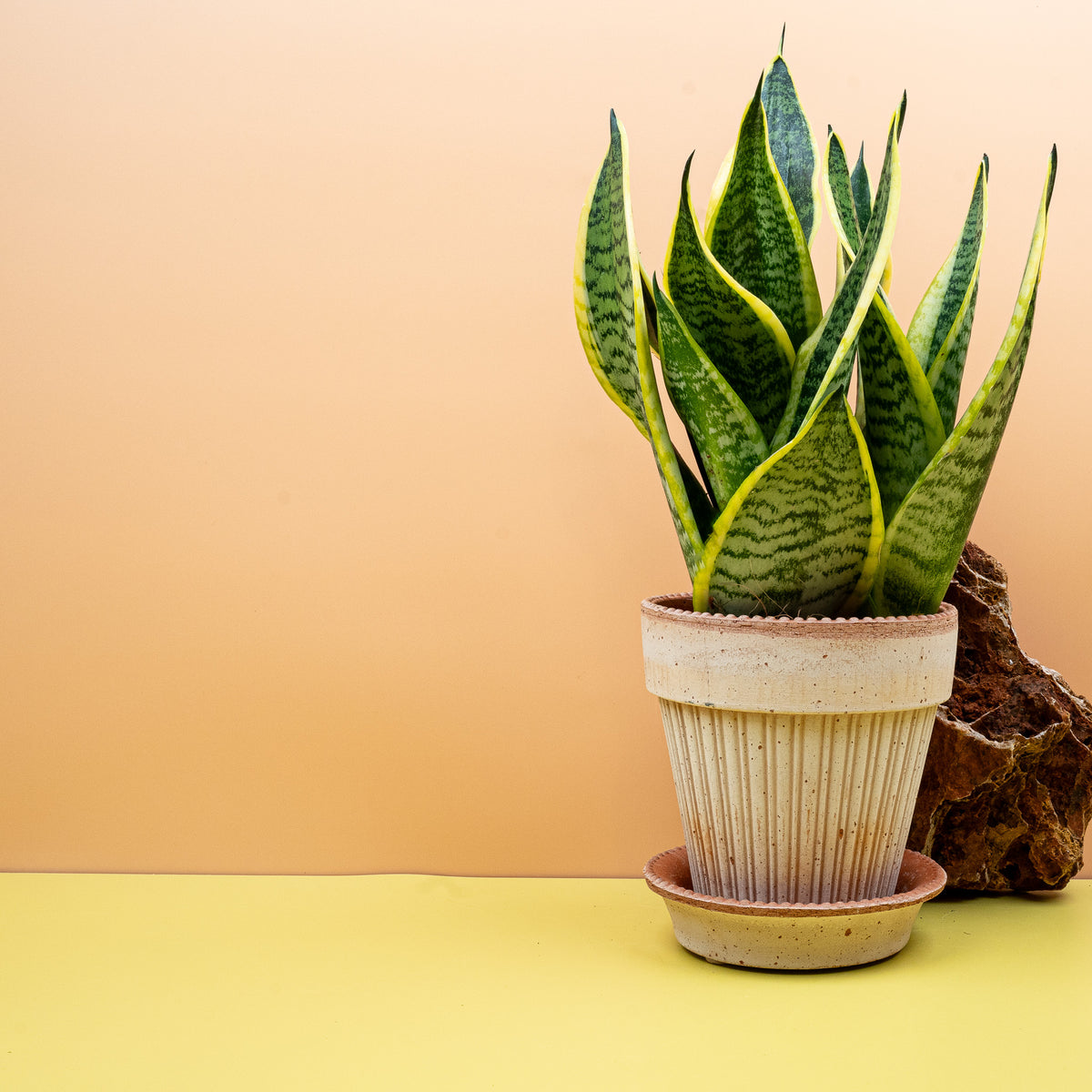 Sansevieria - Sansevieria mit luftreinigenden Eigenschaften und markantem Blattmuster
