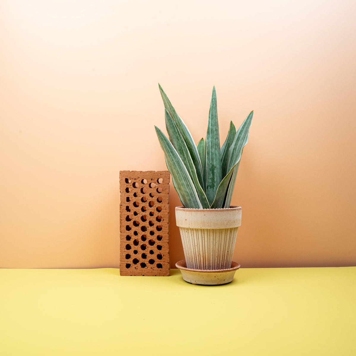 Sansevieria Metallica – Bogenhanf mit silbrig-metallischer Streifung – potflourri