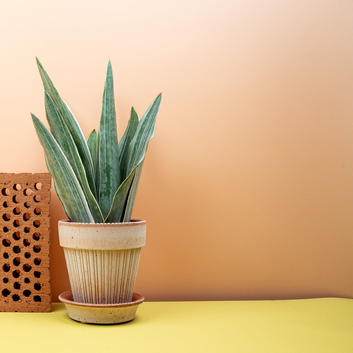 Sansevieria Metallica, graugrün gestreifte Blätter – potflourri