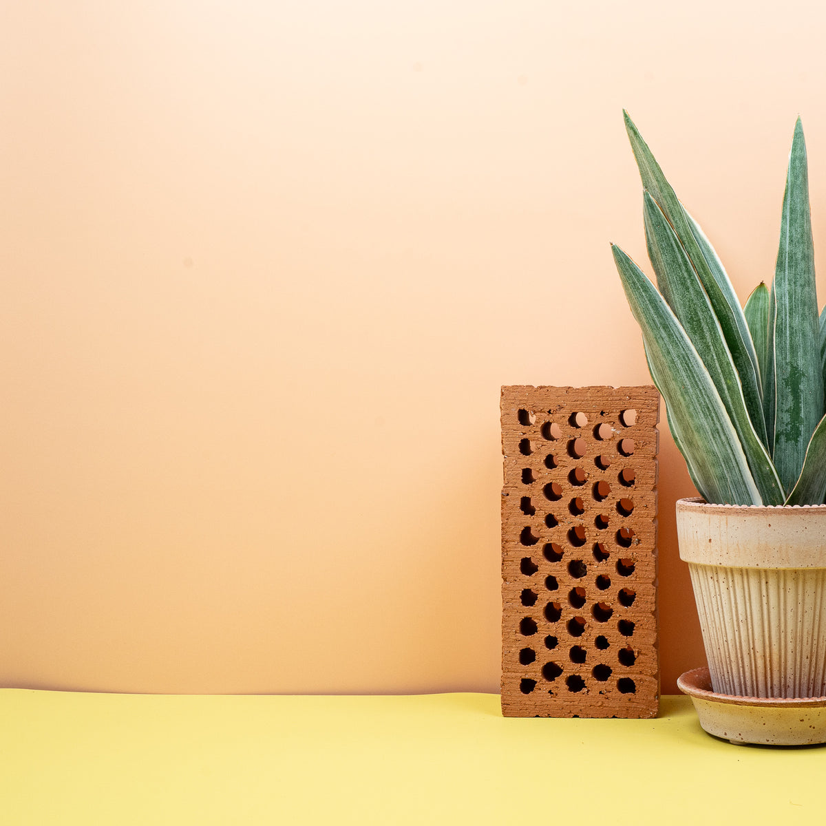 Sansevieria Metallica – steife, aufrechte Blätter