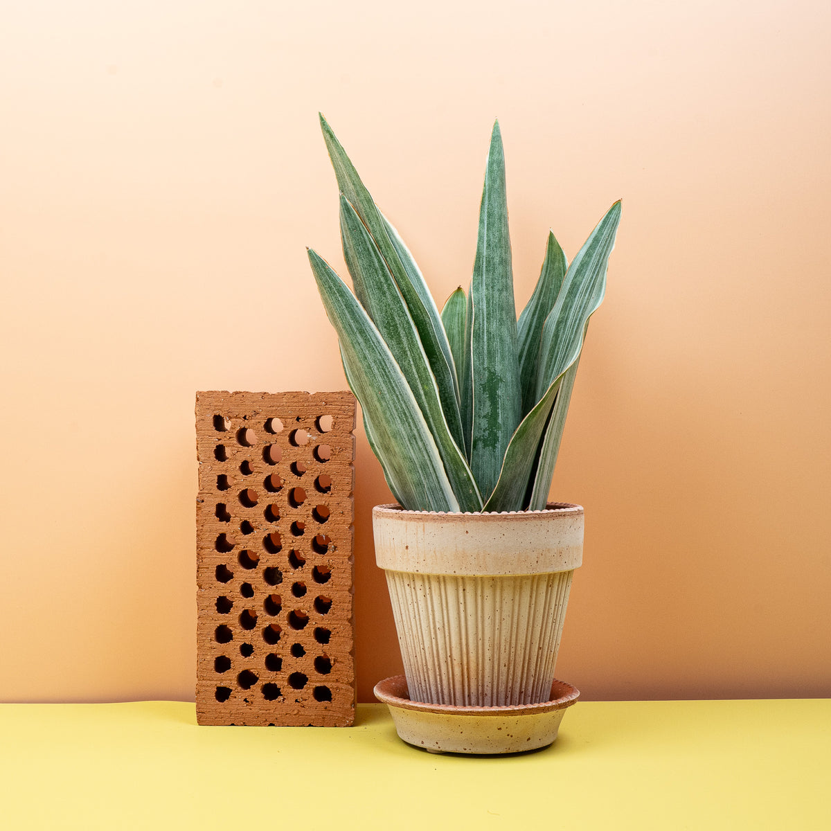 Sansevieria Metallica – pflegeleichte Zimmerpflanze, erhältlich in XS, M und L