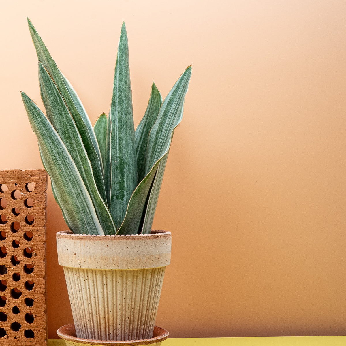 Sansevieria Metallica (Handelsname, Gattung Dracaena/Sansevieria) – potflourri