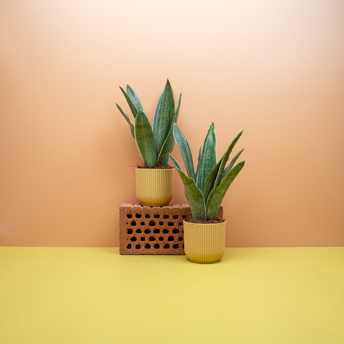 Sansevieria Metallica – Bogenhanf mit metallischem Glanz von potflourri