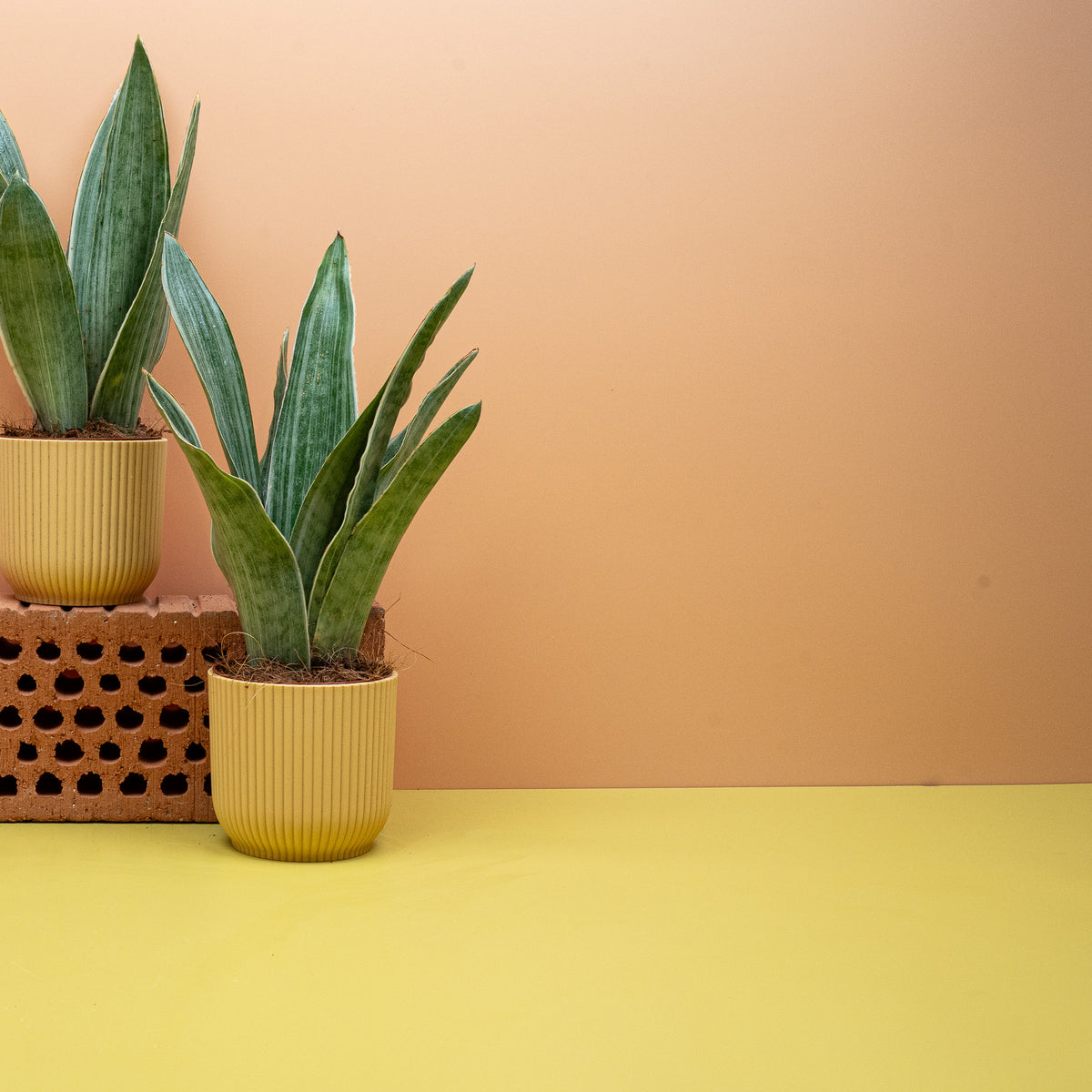 Sansevieria Metallica – silbrige Sansevierie für Halbschatten – potflourri
