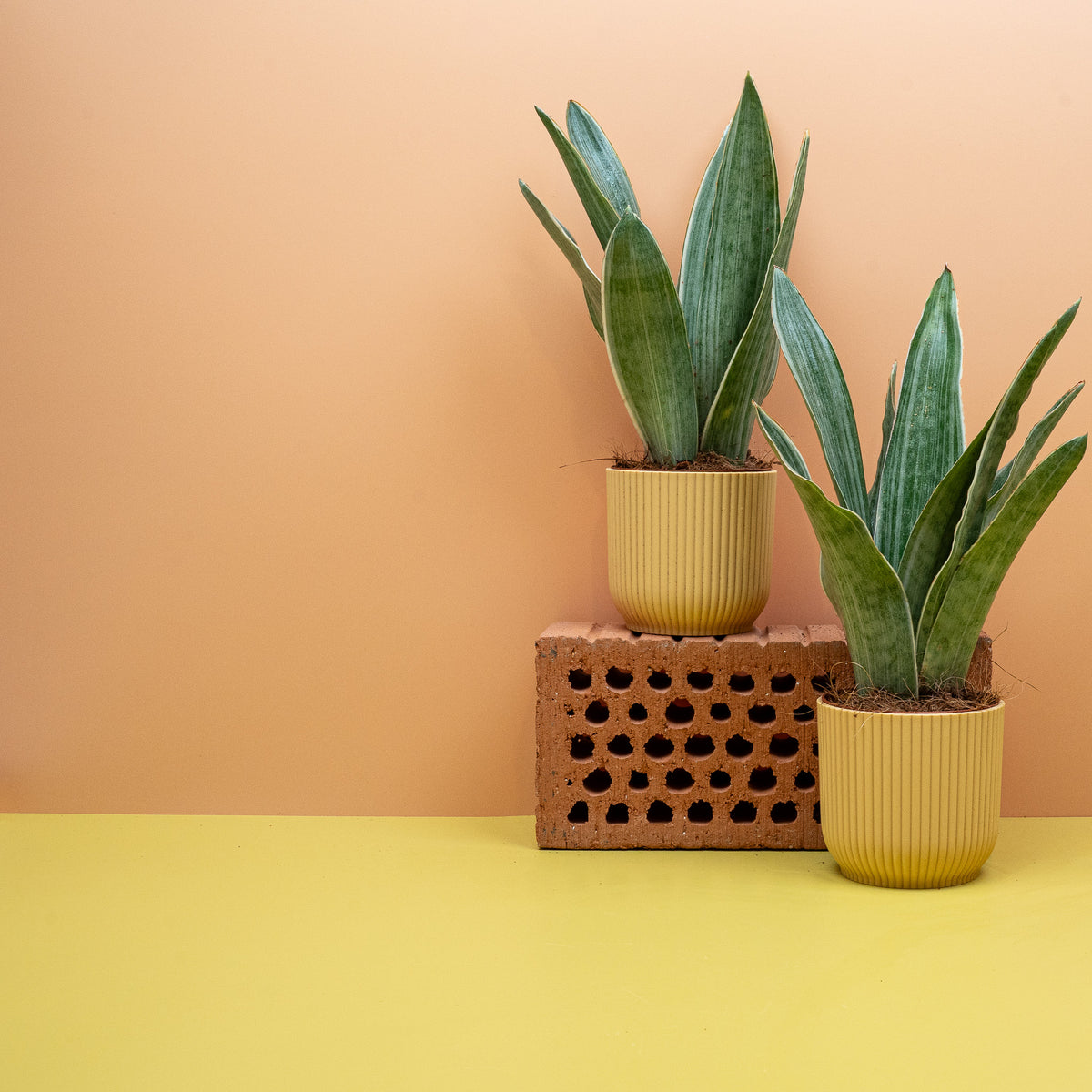 Sansevieria Metallica – Bogenhanf mit graugrün gestreiften Blättern – potflourri