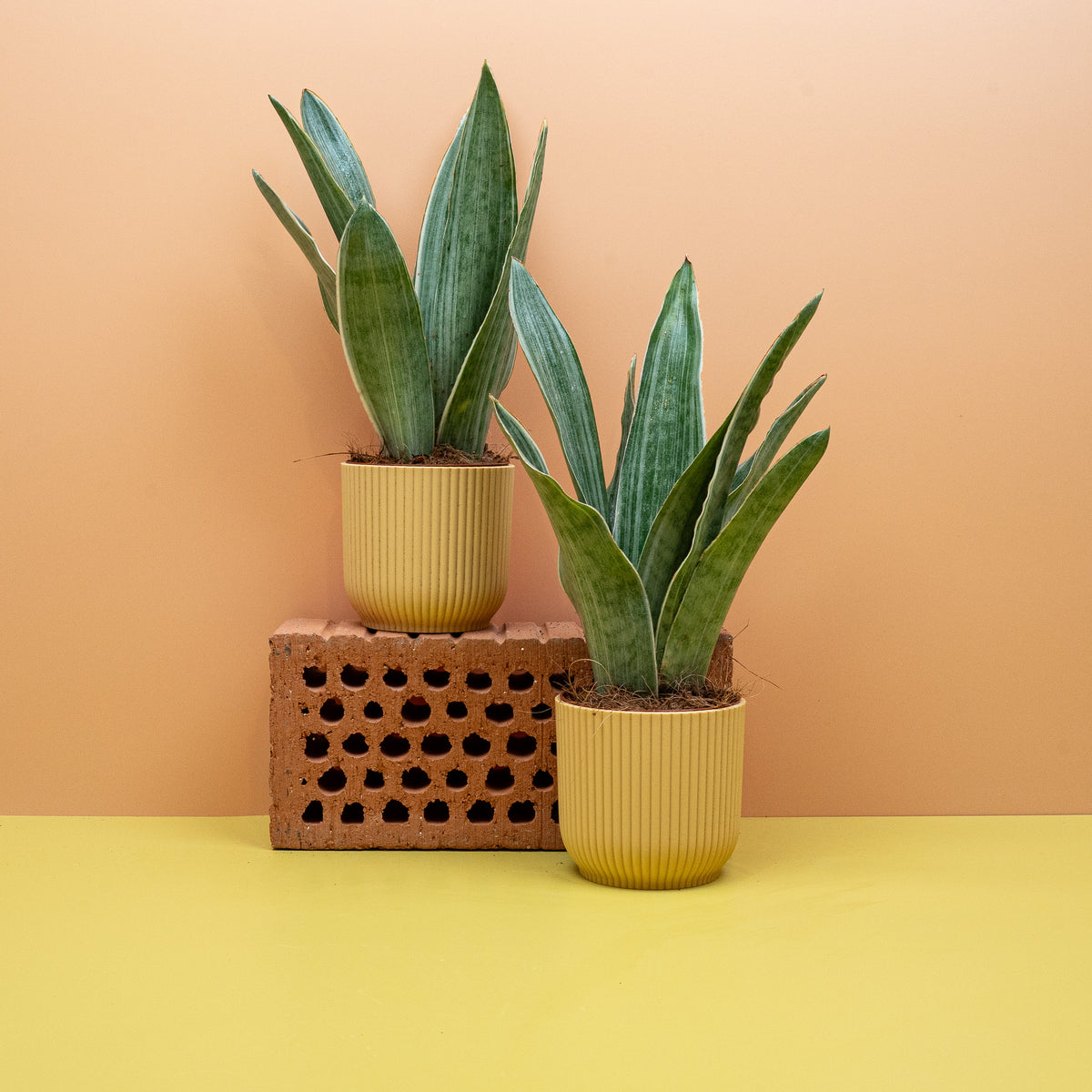 Sansevieria Metallica Zimmerpflanze mit aufrechten, steifen Blättern