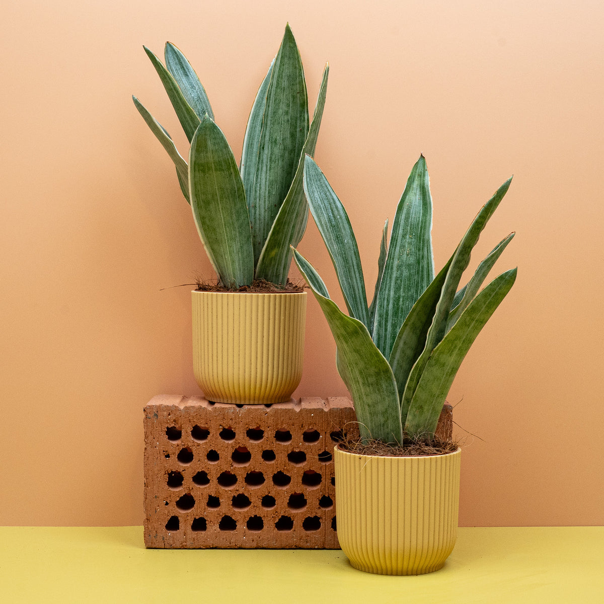 Sansevieria Metallica Topfpflanze in XS, M und L – potflourri