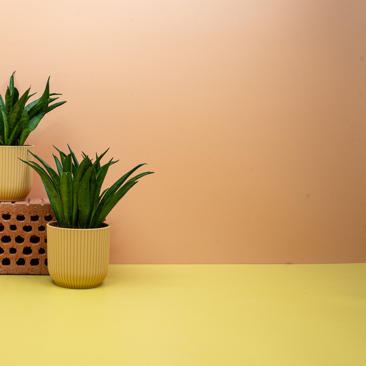Aufrechter, formstabiler Wuchs der Sansevieria Panthera