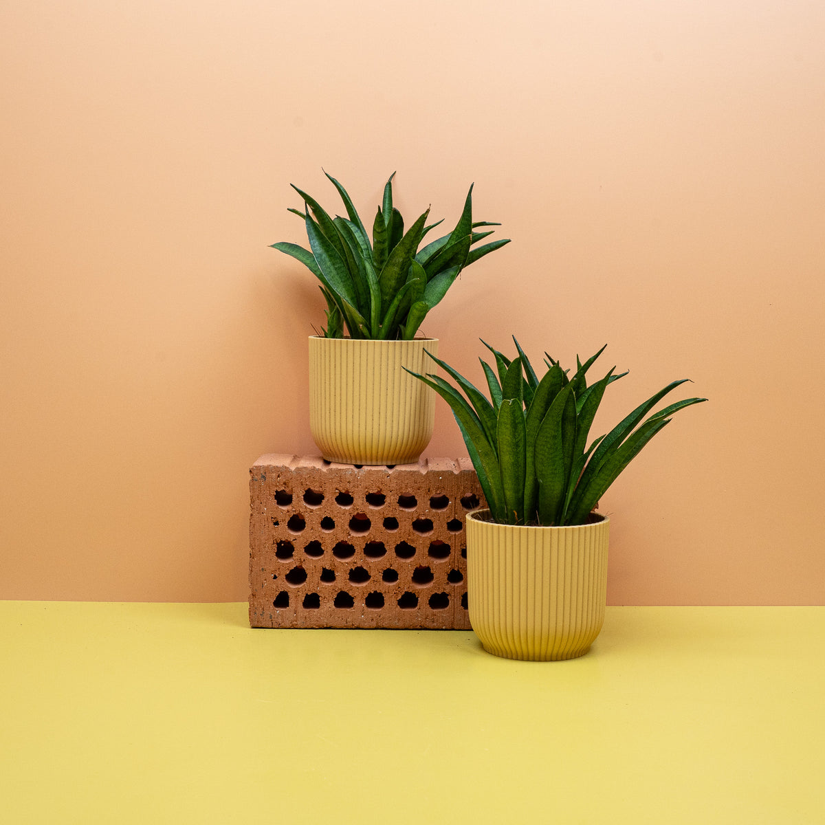 Sansevieria Panthera mit kontrastreicher Blattzeichnung – potflourri