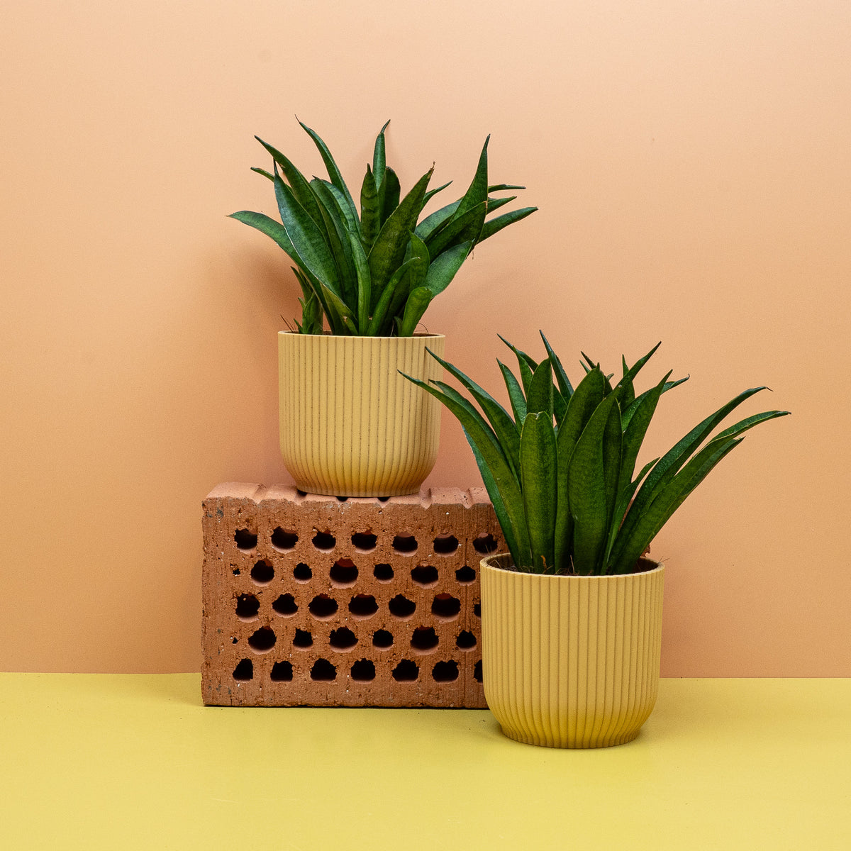Kompakter, dichter Wuchs für moderne Wohnräume