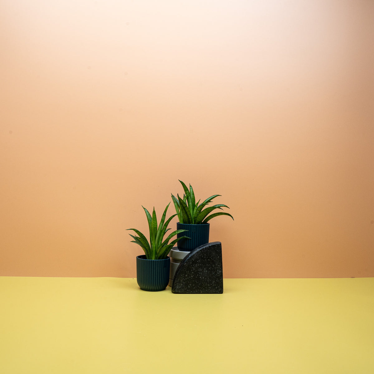 Sansevieria Panthera als pflegeleichte Designpflanze