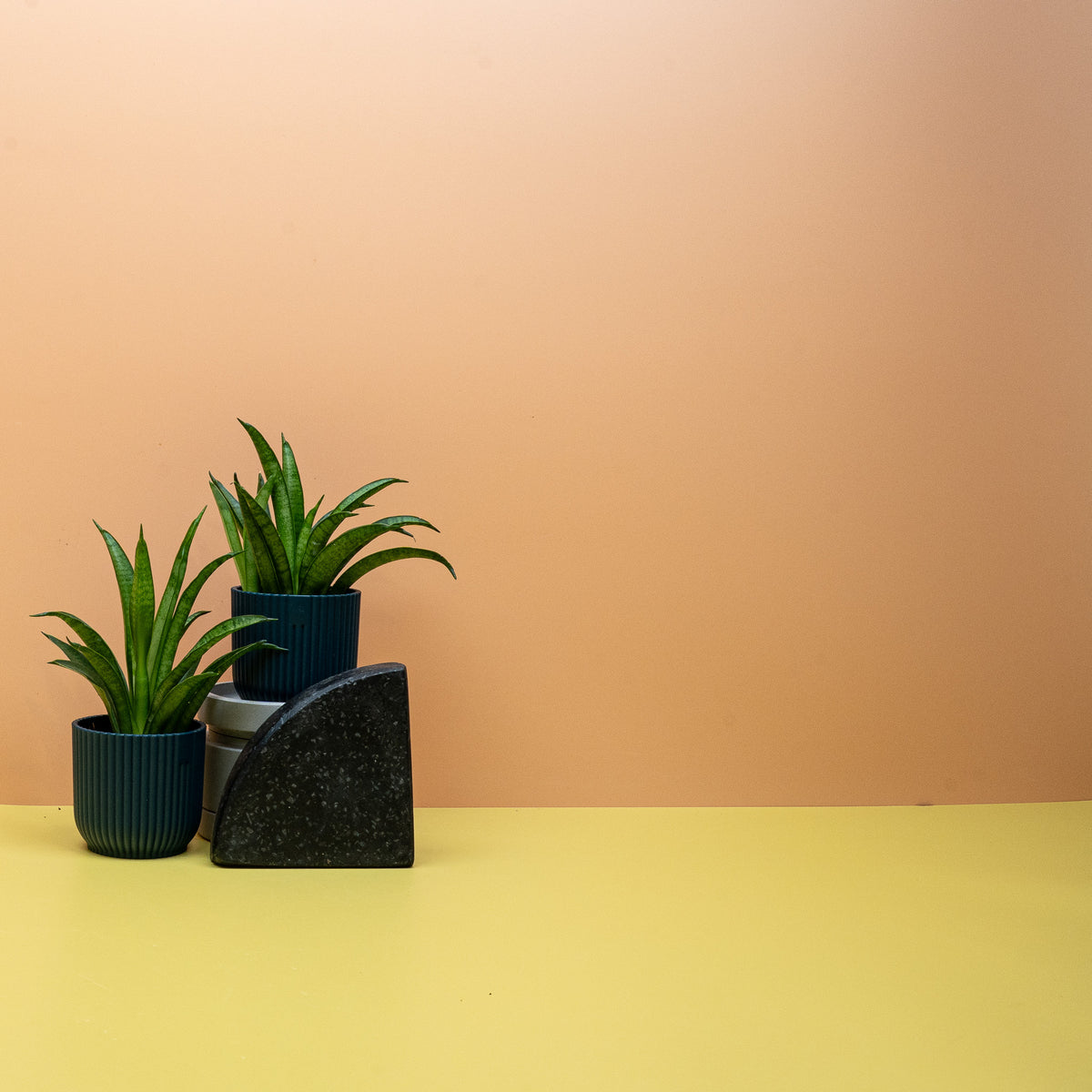 Sansevieria Panthera, Bogenhanf mit dunkelgrünen Blättern und hellen Querbändern – potflourri