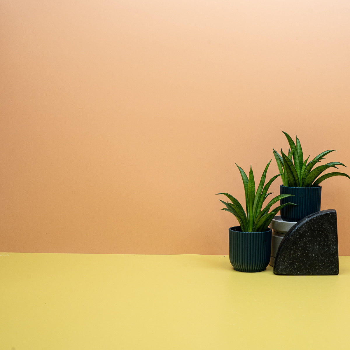 Sansevieria Panthera, aufrechte Blätter mit markanter Querstreifen-Zeichnung
