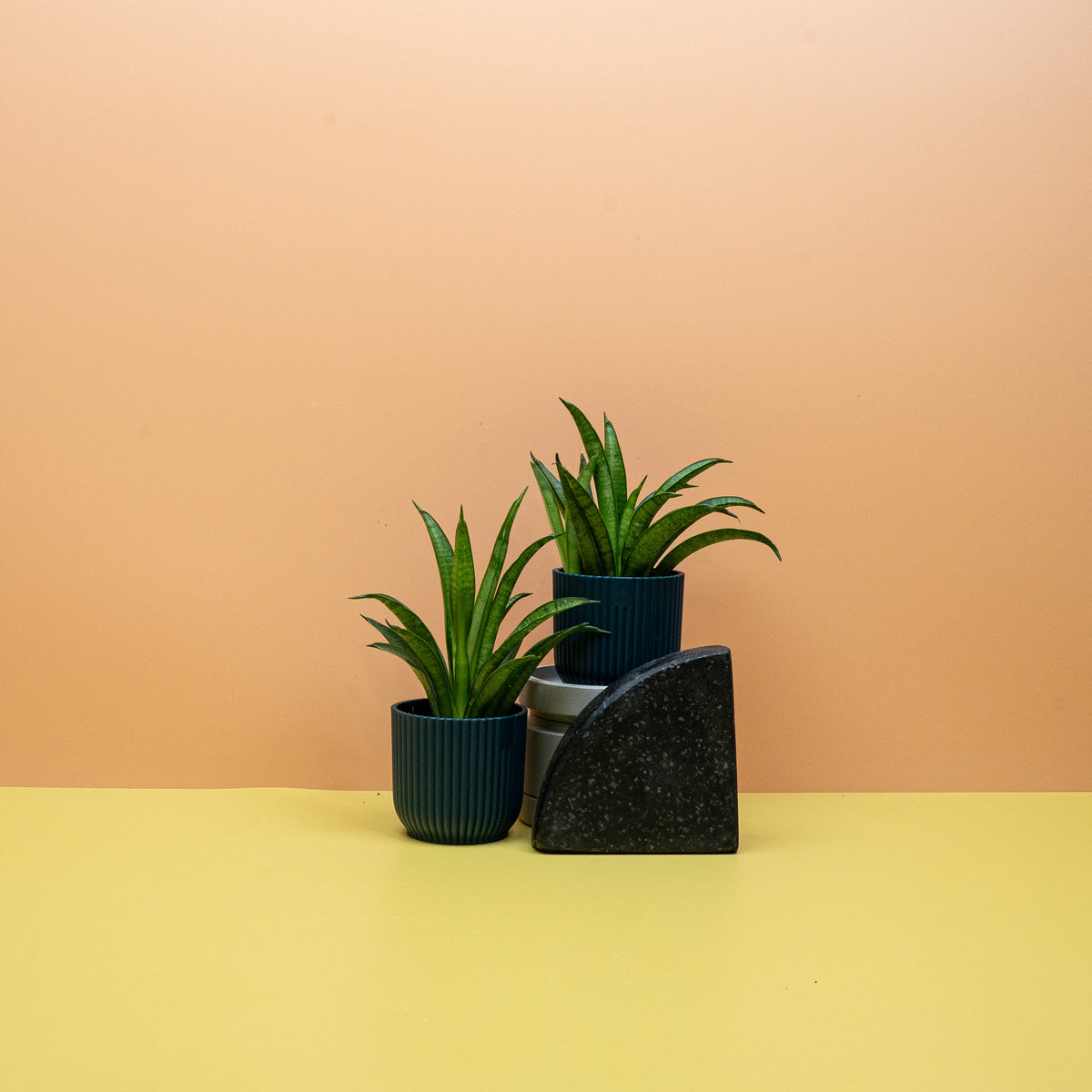 Bogenhanf Sansevieria Panthera, pflegeleichte Zimmerpflanze mit festen Blättern