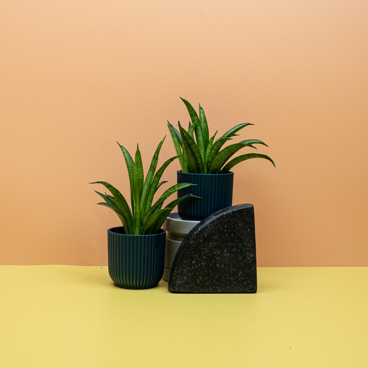 Sansevieria Panthera, strukturierte Zimmerpflanze für Wohnräume und Büros – potflourri
