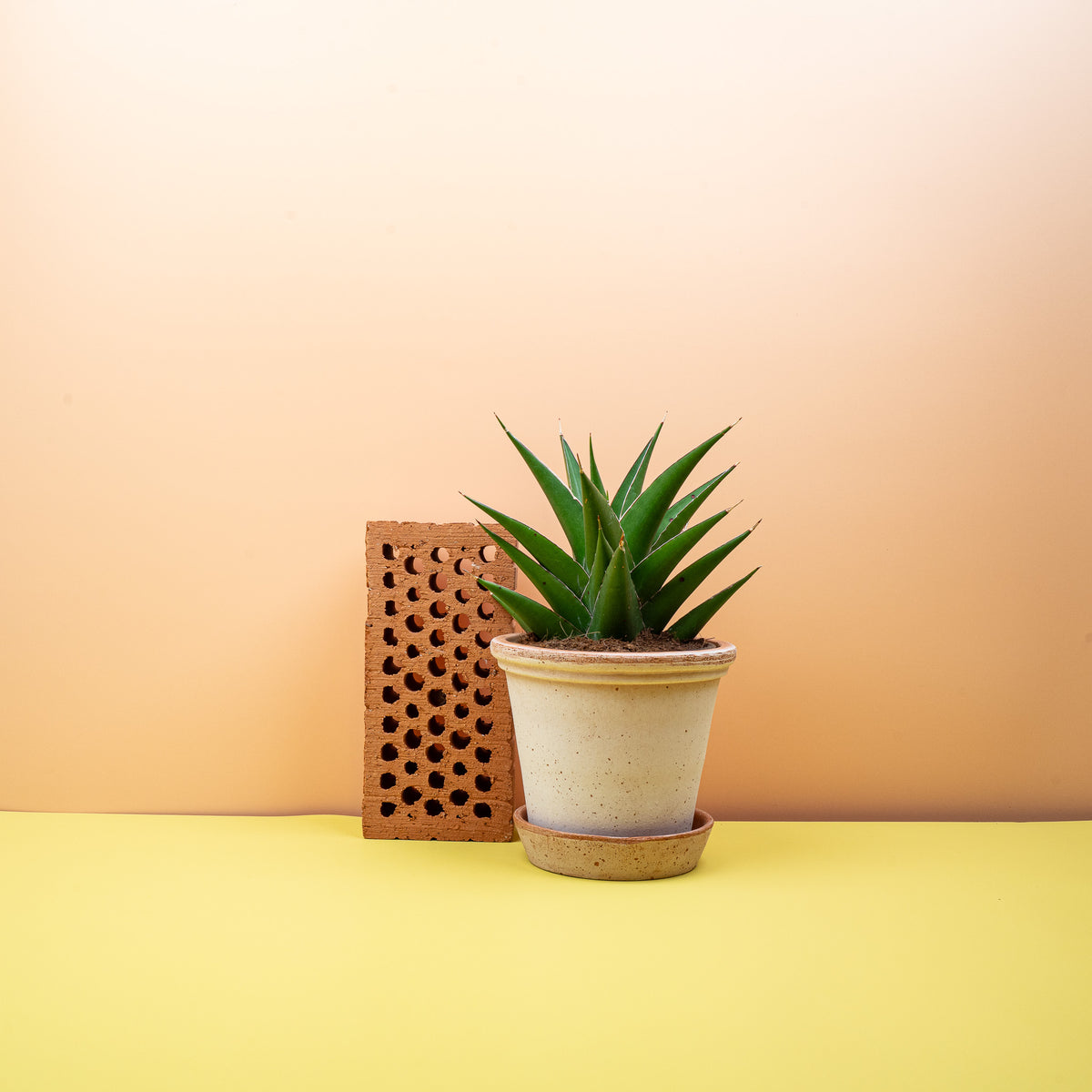 Sansevieria Samurai – fächerförmiger, kompakter Wuchs – potflourri