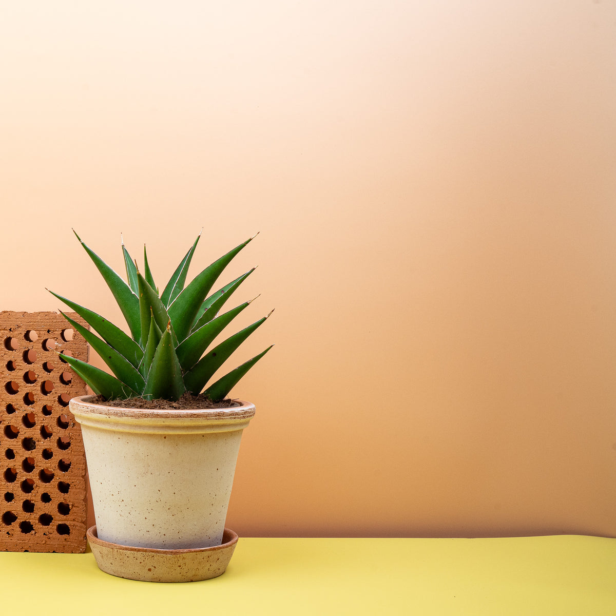 Sansevieria Samurai im Kulturtopf, Dracaena hanningtonii