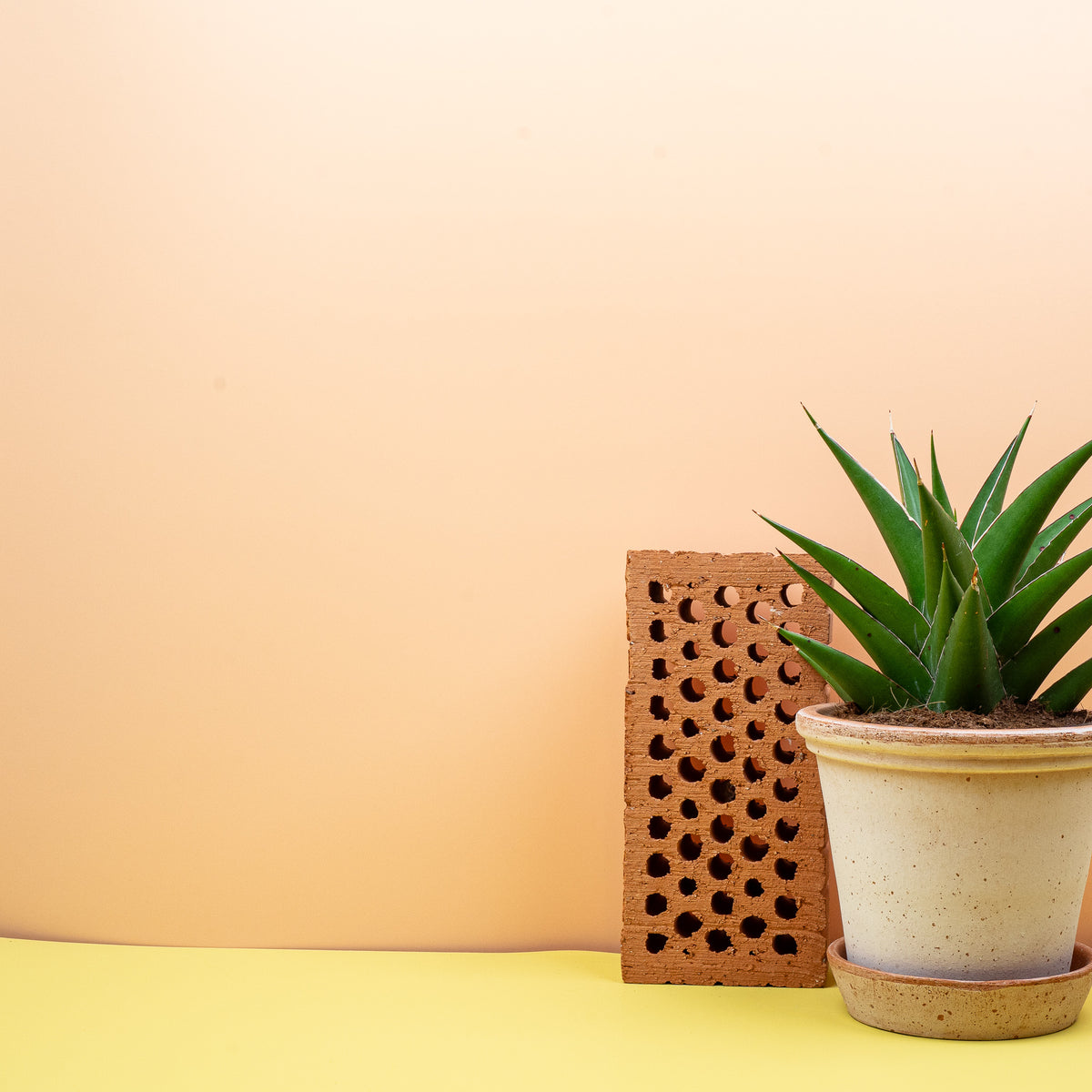 Sansevieria Samurai – dicke, wasserspeichernde Blätter