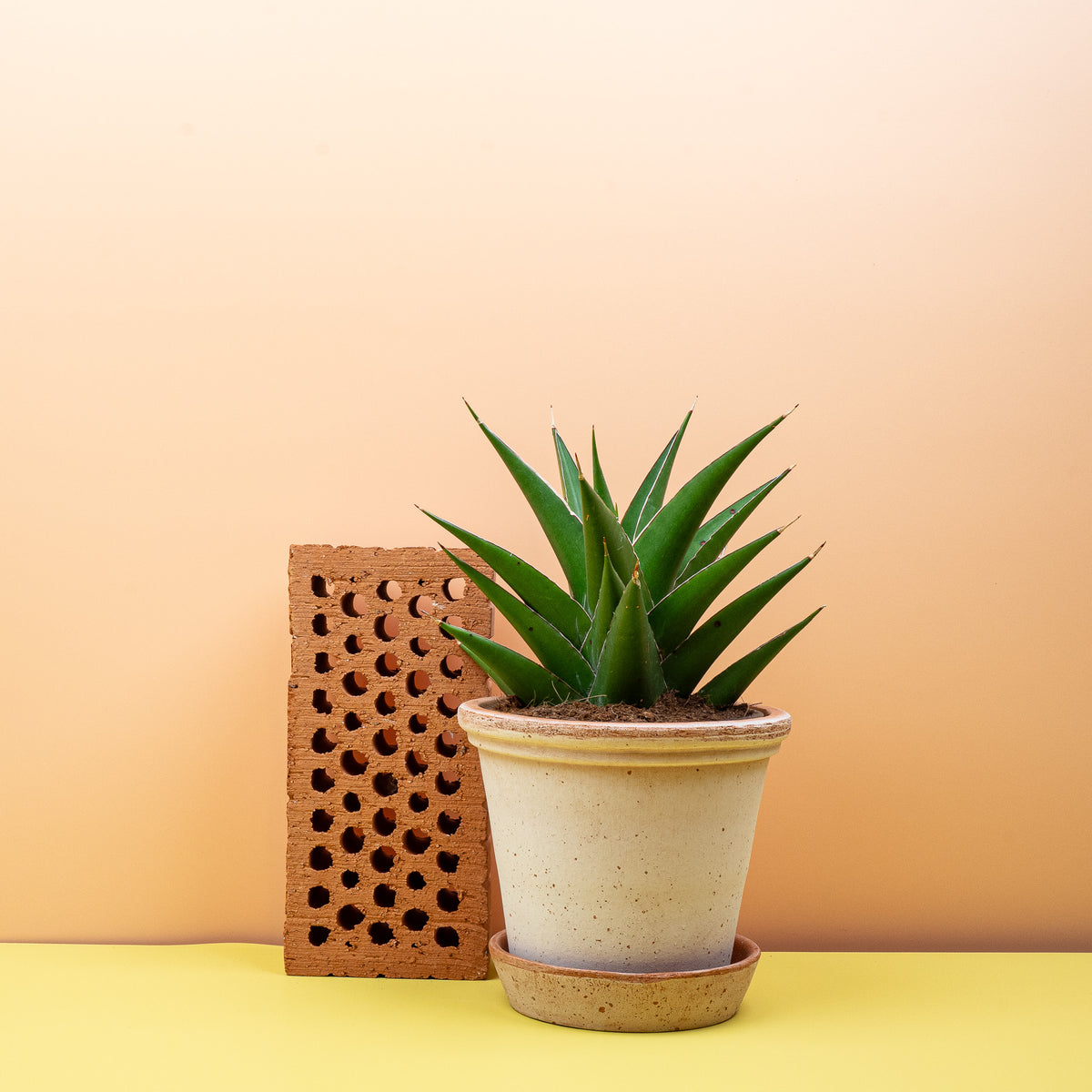 Sansevieria Samurai – helle Blattkante am spitzen Blattende