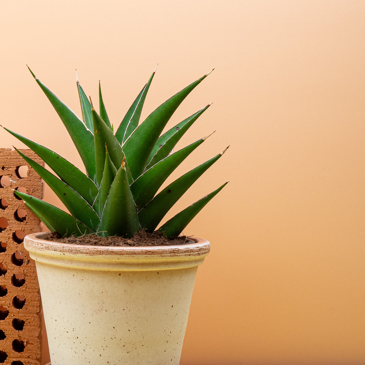 Sansevieria Samurai, Blattdetail