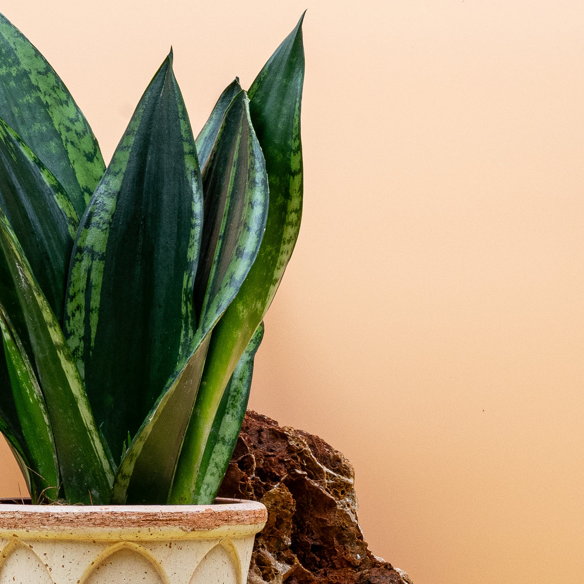 Sansevieria - Sansevieria mit auffälligen, grafischen Blättern und nachhaltiger Pflege