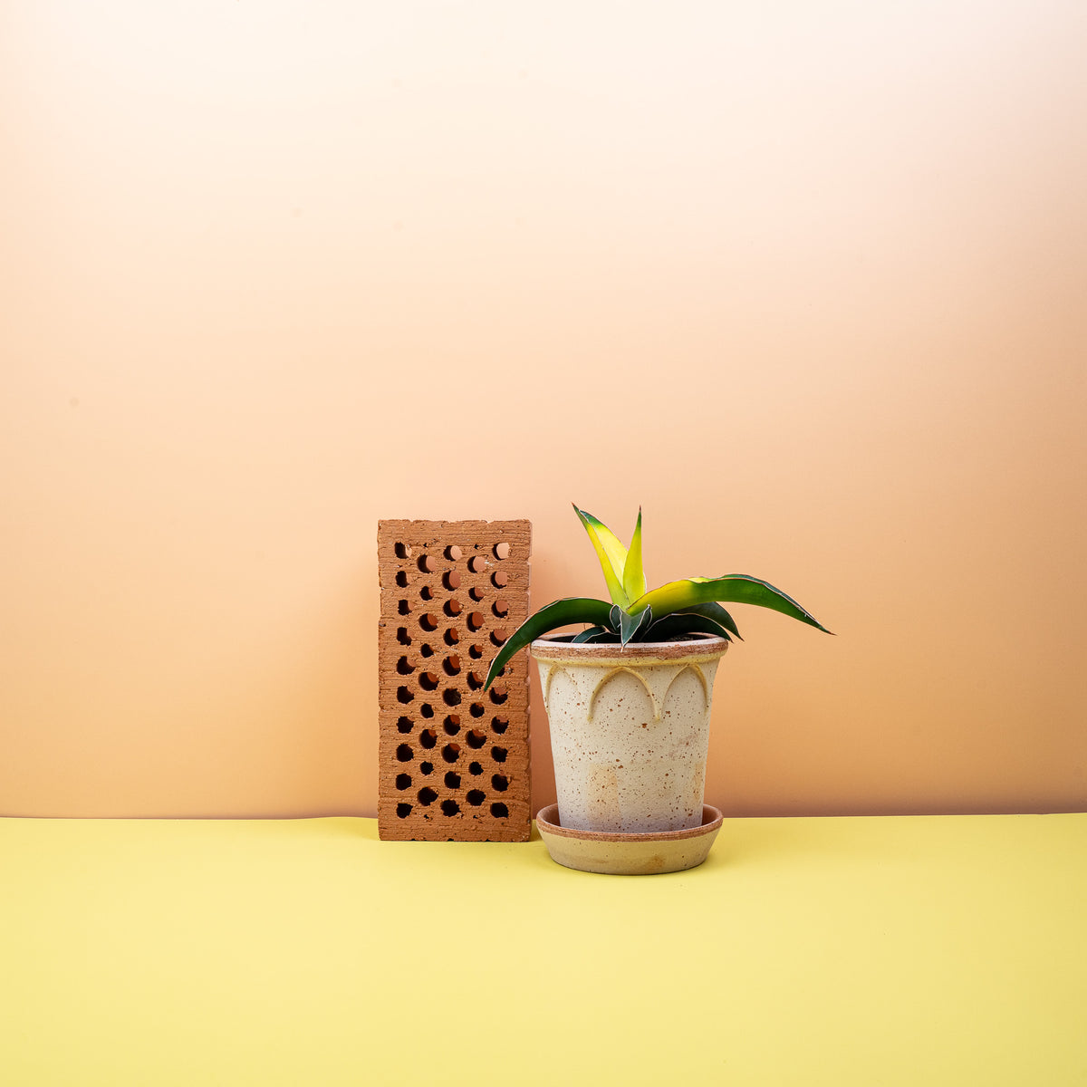 Sansevieria Star Canary – luftreinigende Eigenschaften