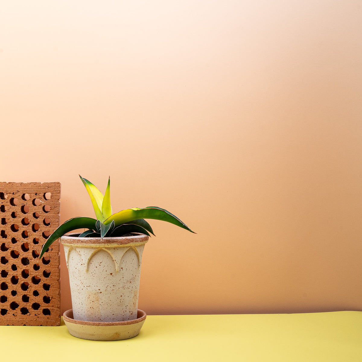 Sansevieria Star Canary, robuste Pflege