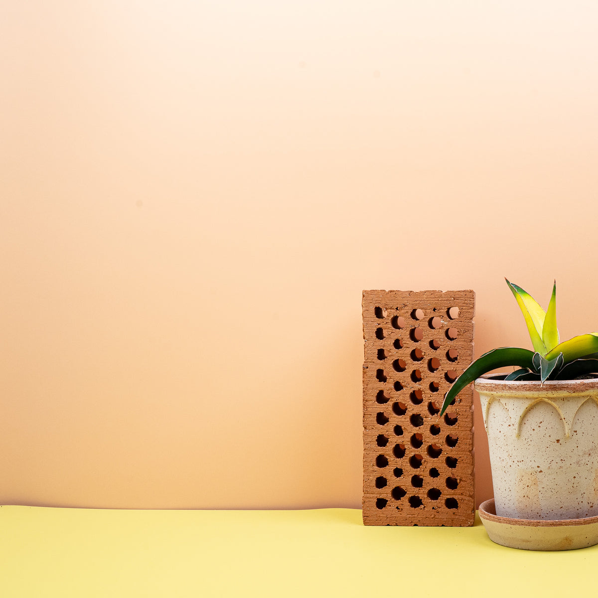 Sansevieria Star Canary – strahlende Schönheit