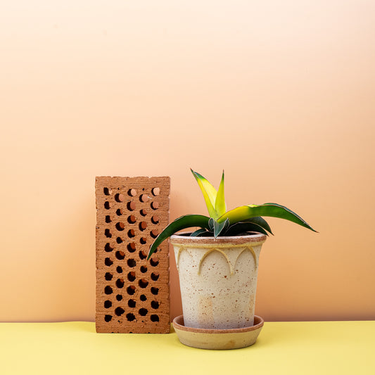 Sansevieria Star Canary – Bogenhanf mit gelb gestreiften Blättern – potflourri