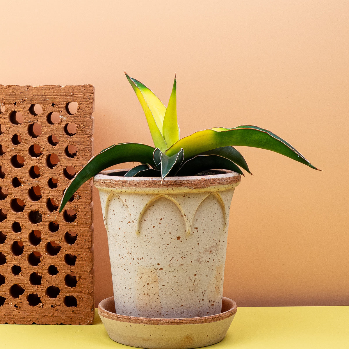 Sansevieria Star Canary, markante Streifung
