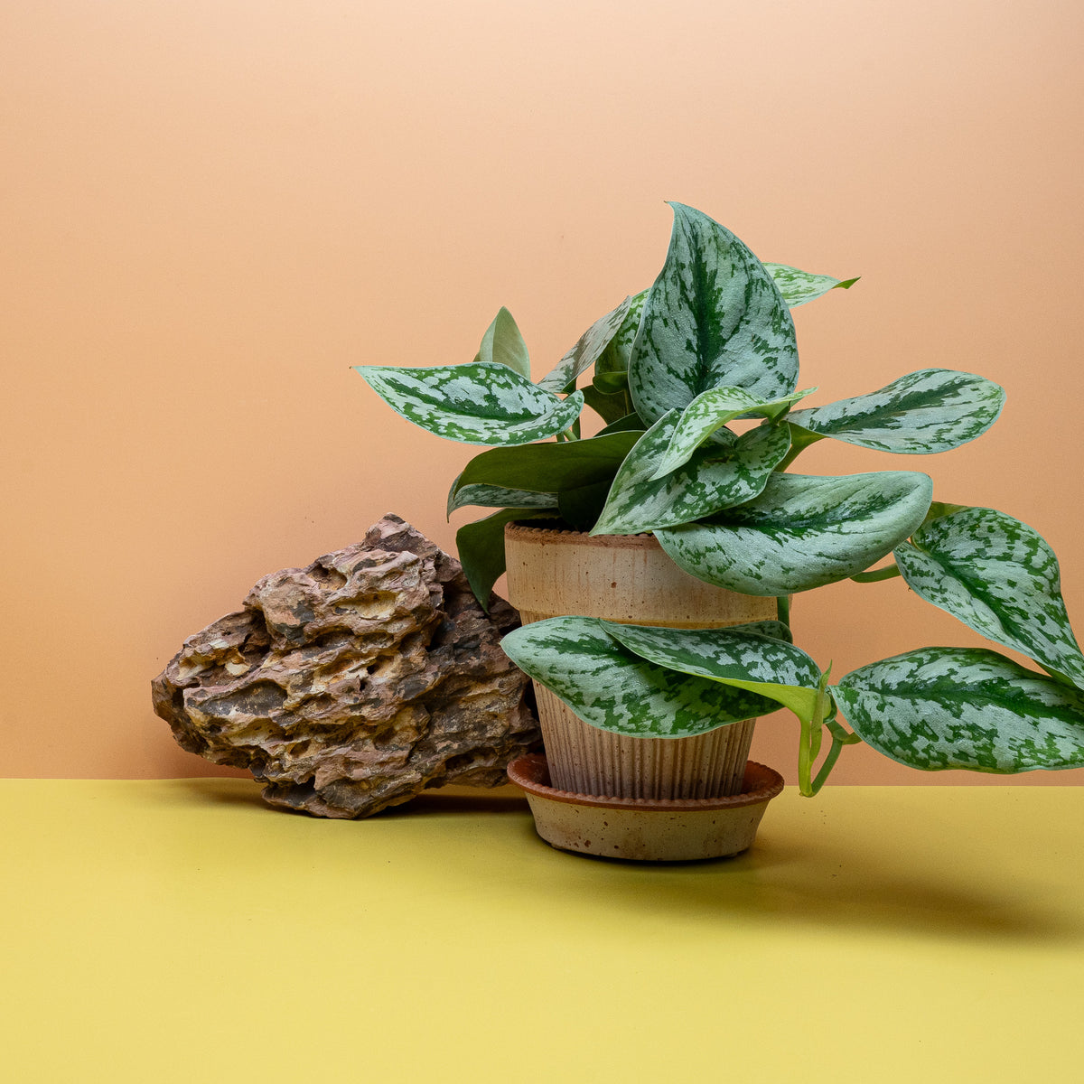 Scindapsus Trebie Big Leaf – großblättrige Zimmerpflanze – potflourri