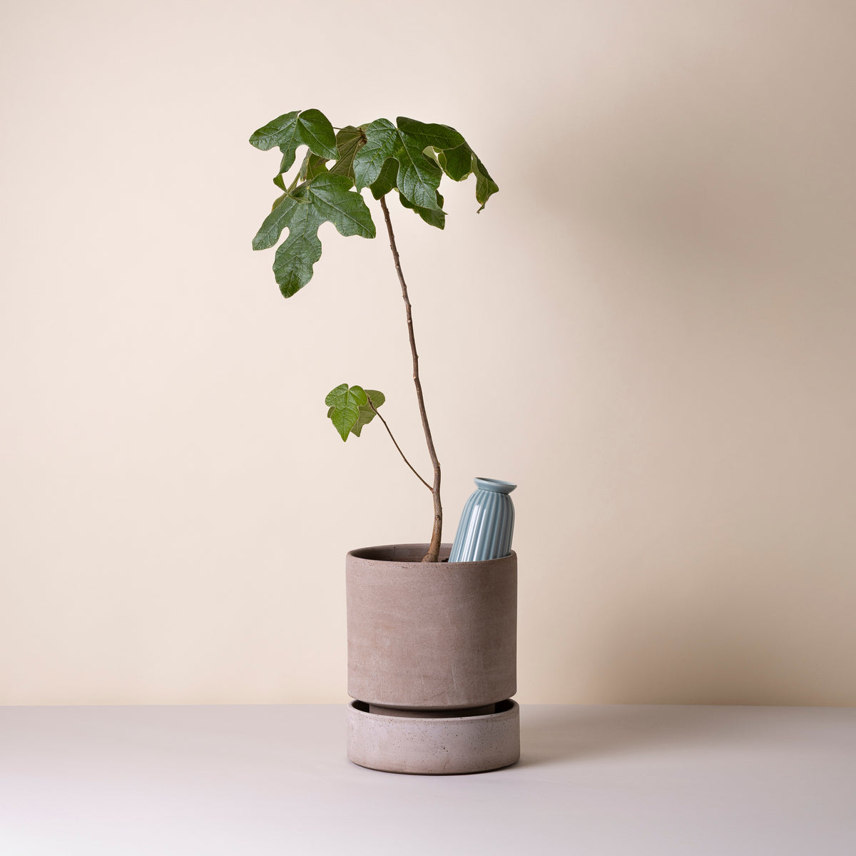 Bergs Cove als skulpturales Design-Objekt im Pflanztopf