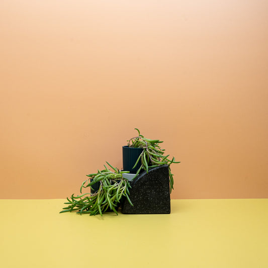 Senecio Radicans mit bananenförmigen Blättern – potflourri