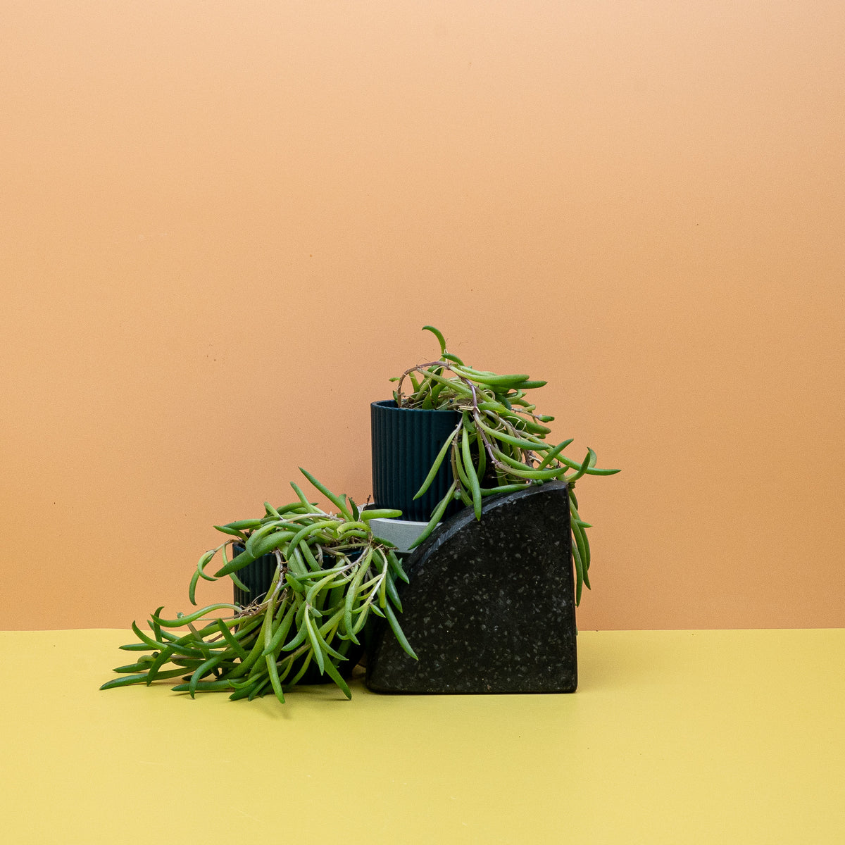 Senecio Radicans als dekorative Hängepflanze