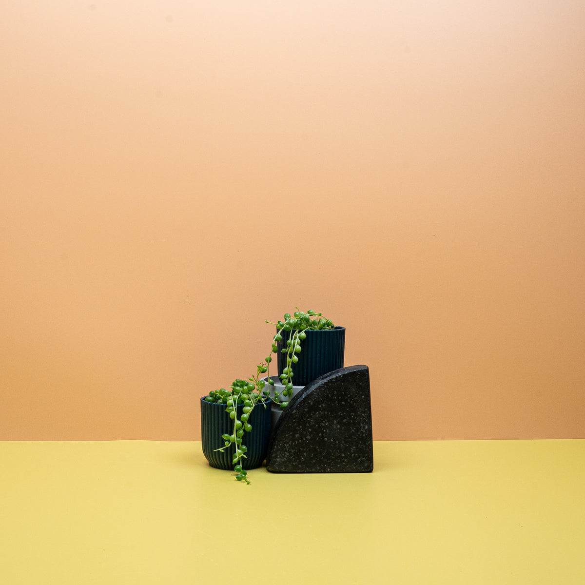 Senecio Rowleyanus mit perlenartigen Blättern – potflourri