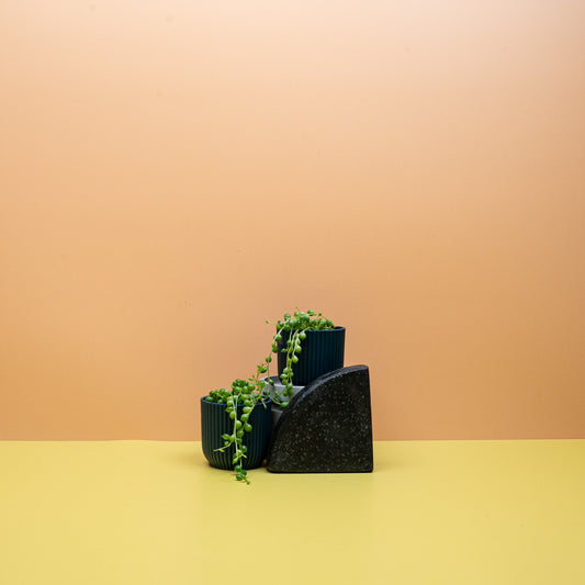 Senecio Rowleyanus mit perlenartigen Blättern – potflourri