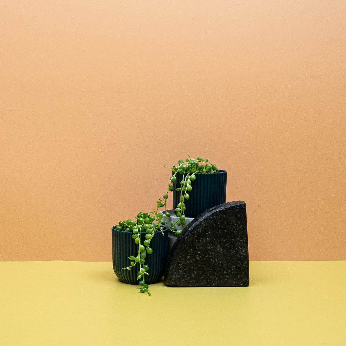 Senecio Rowleyanus als grafische Hängepflanze