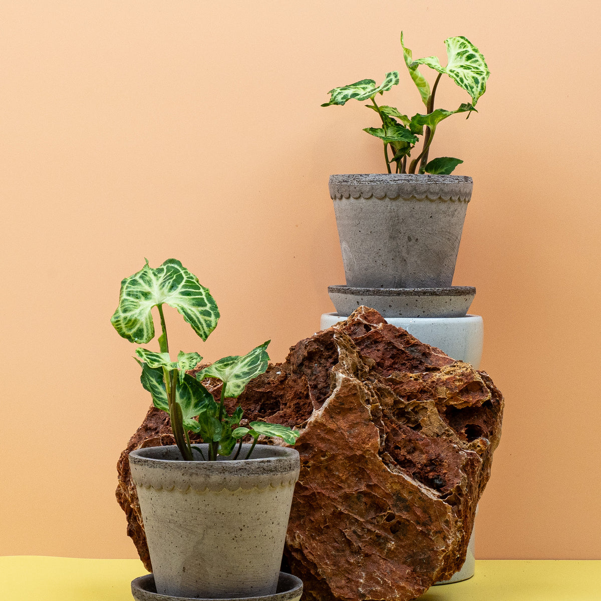 Syngonium Batik – Ansicht 7